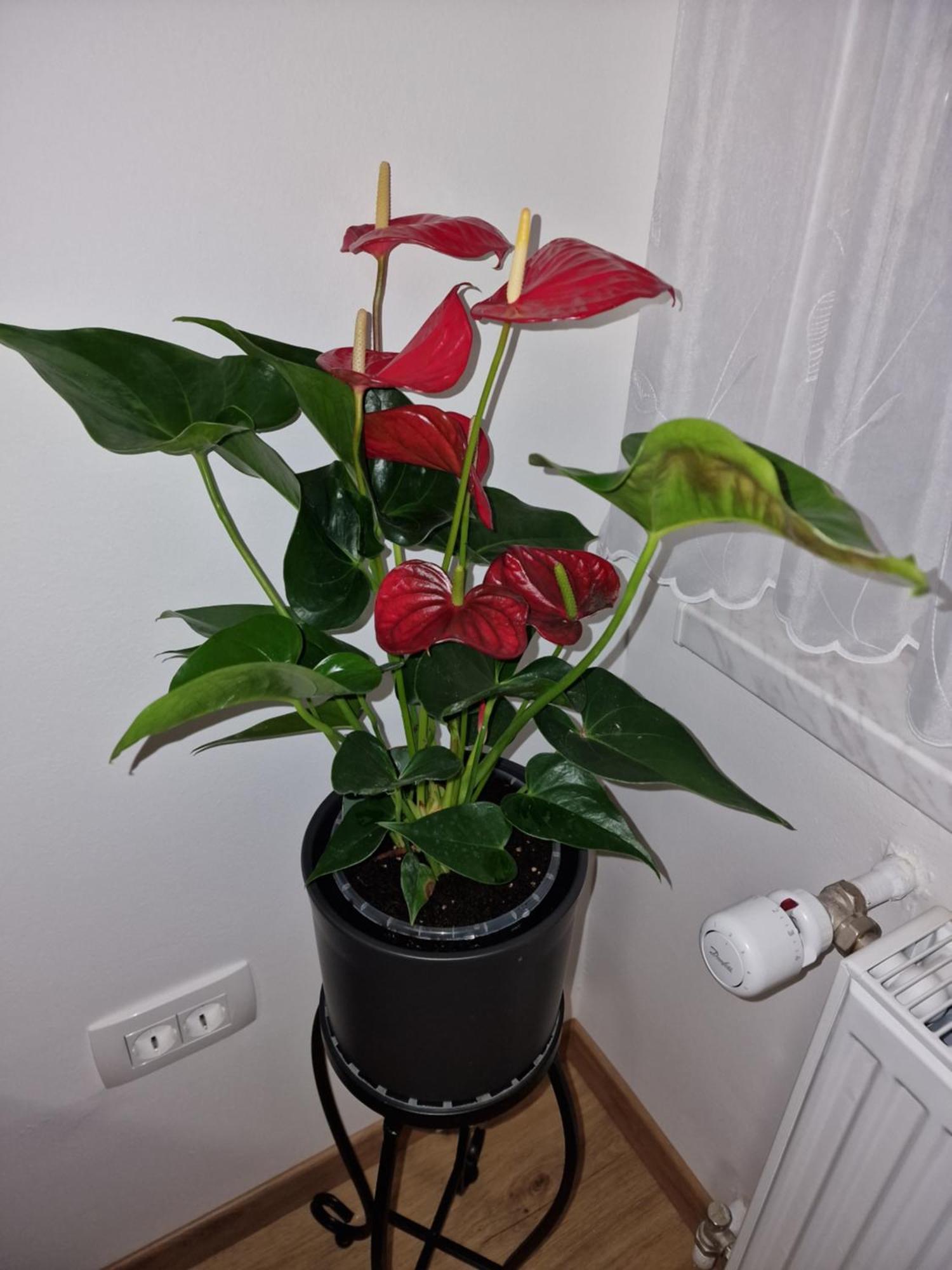 Lastovka Apartamento *